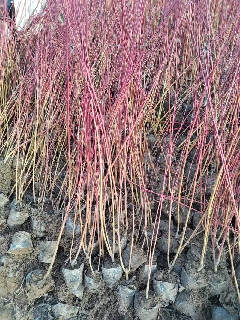 红瑞木杯苗红瑞木容器苗陕西50-1米红瑞木基地