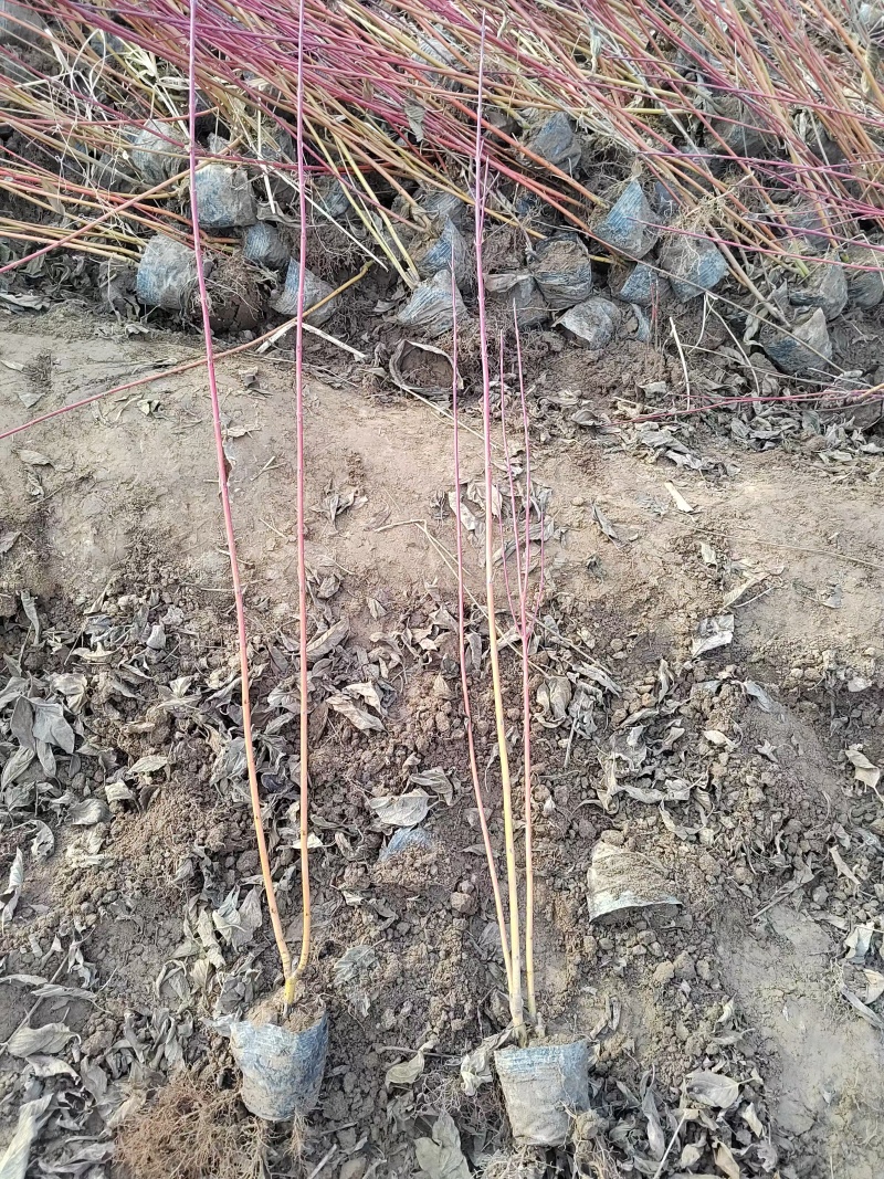 红瑞木杯苗红瑞木容器苗陕西50-1米红瑞木基地