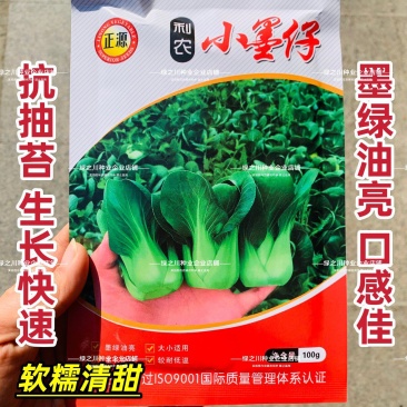 上海青仔矮脚小油菜种子广东小墨仔青菜种籽宁夏小上海青种子