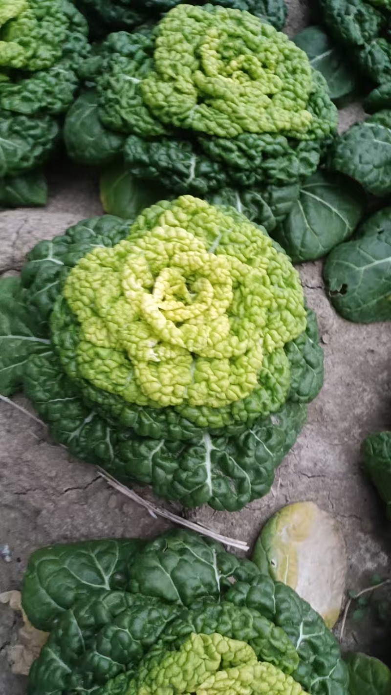 精品暖棚黄心菜精品