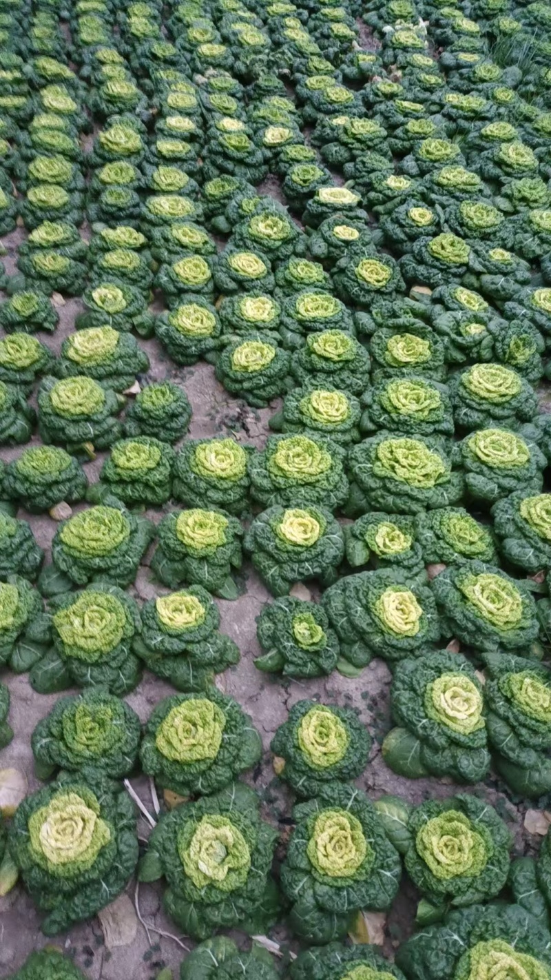 精品暖棚黄心菜精品