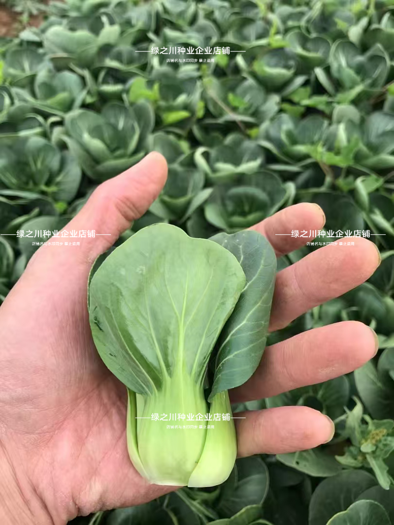 上海青仔矮脚小油菜种子广东小墨仔青菜种籽宁夏小上海青种子