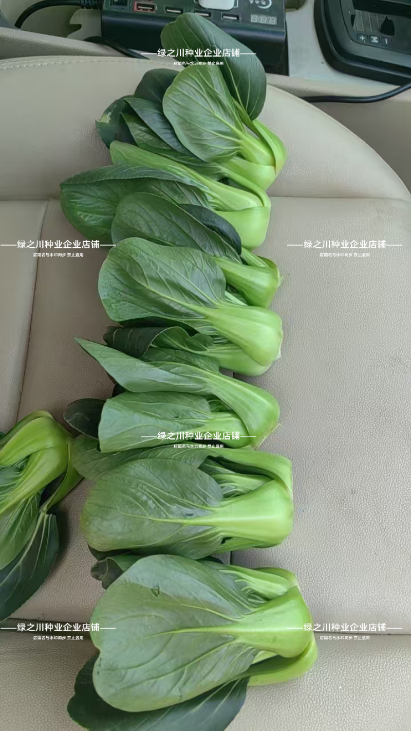 上海青仔矮脚小油菜种子广东小墨仔青菜种籽宁夏小上海青种子