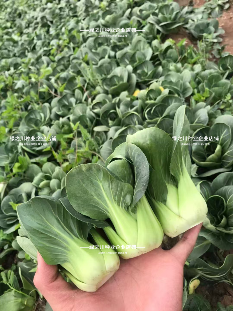 上海青仔矮脚小油菜种子广东小墨仔青菜种籽宁夏小上海青种子