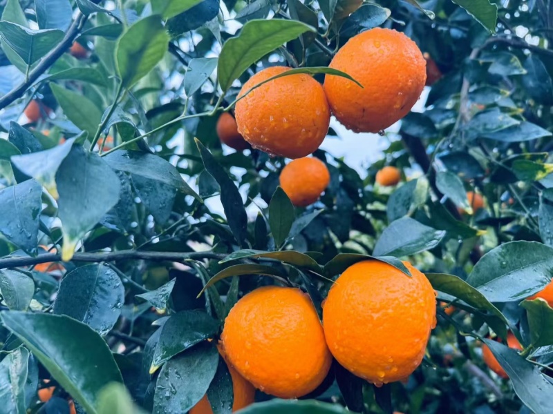 云南高原沃柑