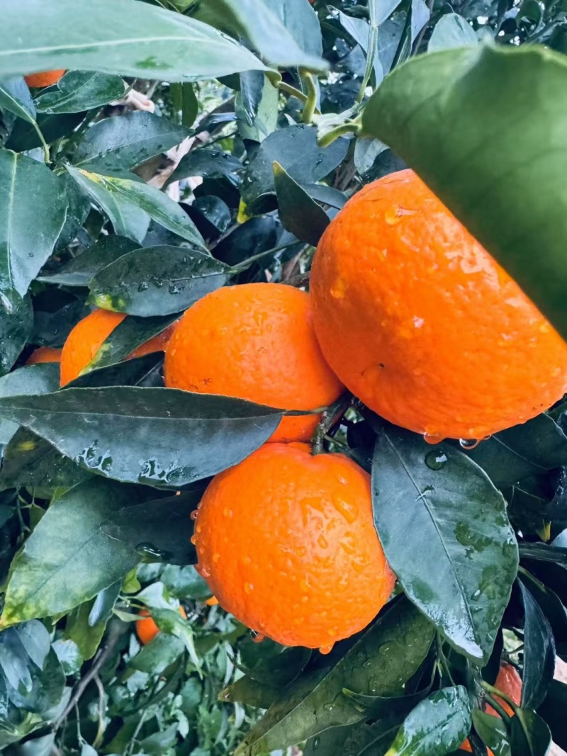 云南高原沃柑