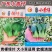 广东靓仔小青仔油菜种子小型上海青种子青梗绿叶软糯清甜