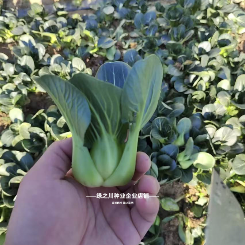 广东靓仔小青仔油菜种子小型上海青种子青梗绿叶软糯清甜