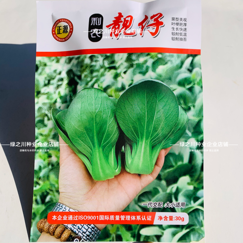 广东靓仔小青仔油菜种子小型上海青种子青梗绿叶软糯清甜