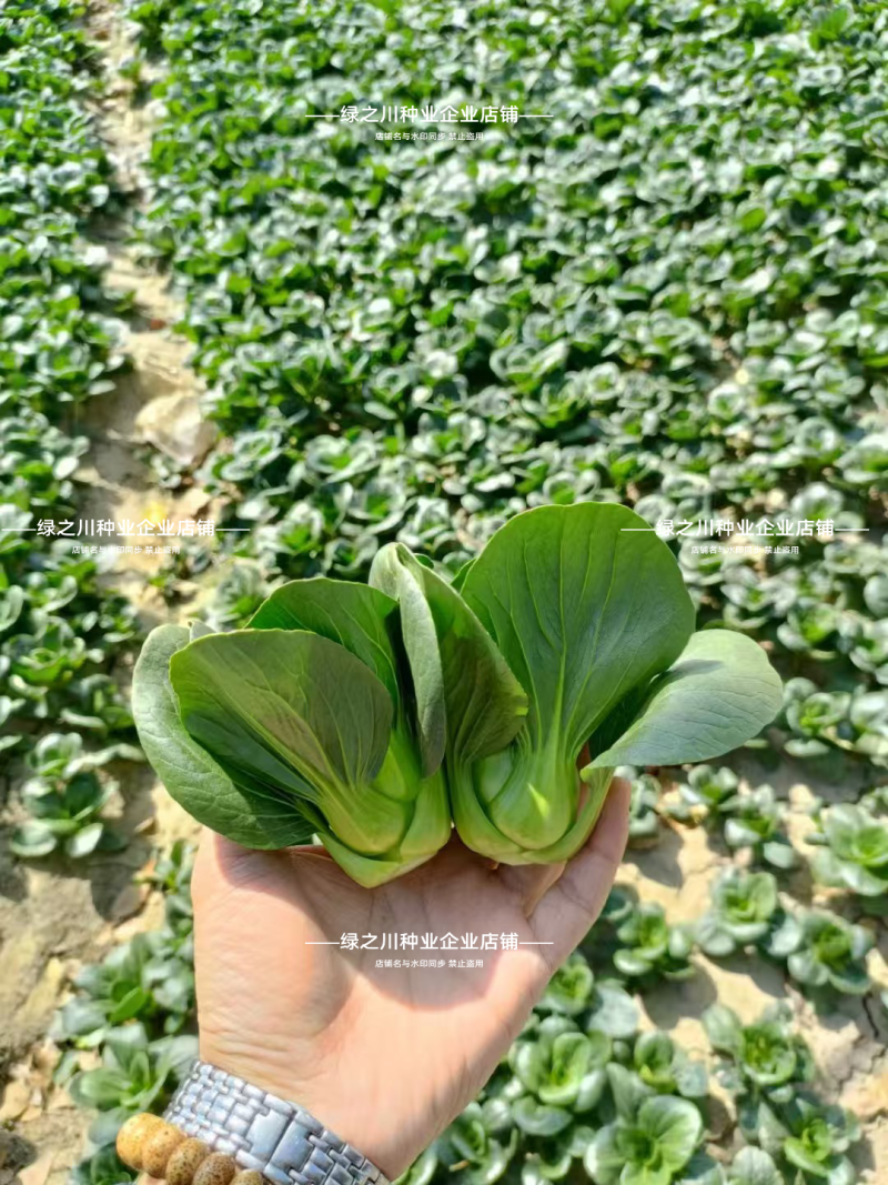 广东靓仔小青仔油菜种子小型上海青种子青梗绿叶软糯清甜