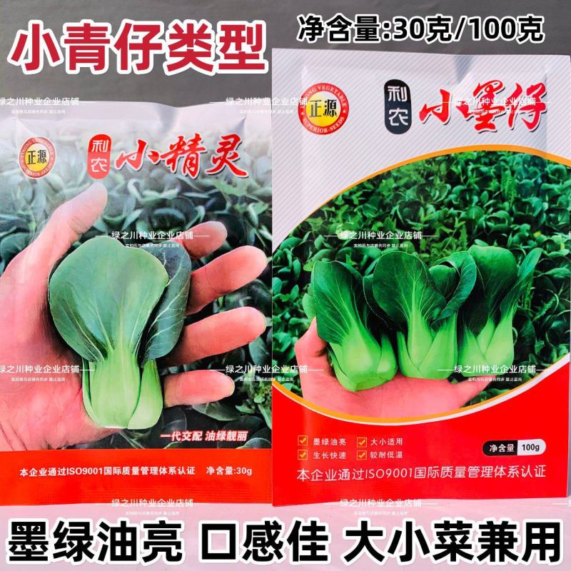 利农小墨仔青菜种籽小精灵油亮小油菜种子矮脚小型上海青种子