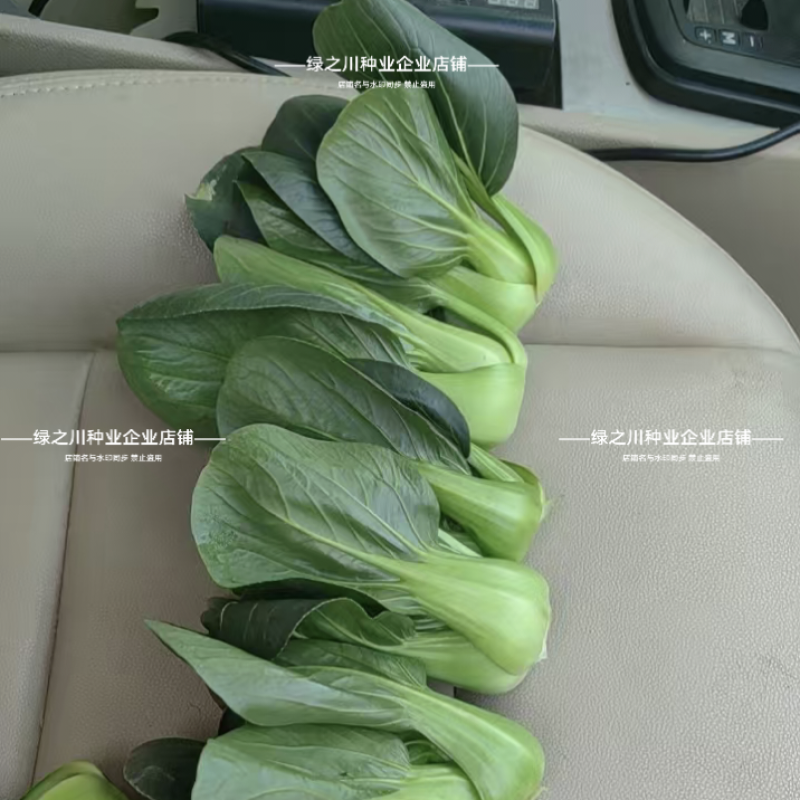 利农小墨仔青菜种籽小精灵油亮小油菜种子矮脚小型上海青种子