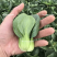 利农小墨仔青菜种籽小精灵油亮小油菜种子矮脚小型上海青种子