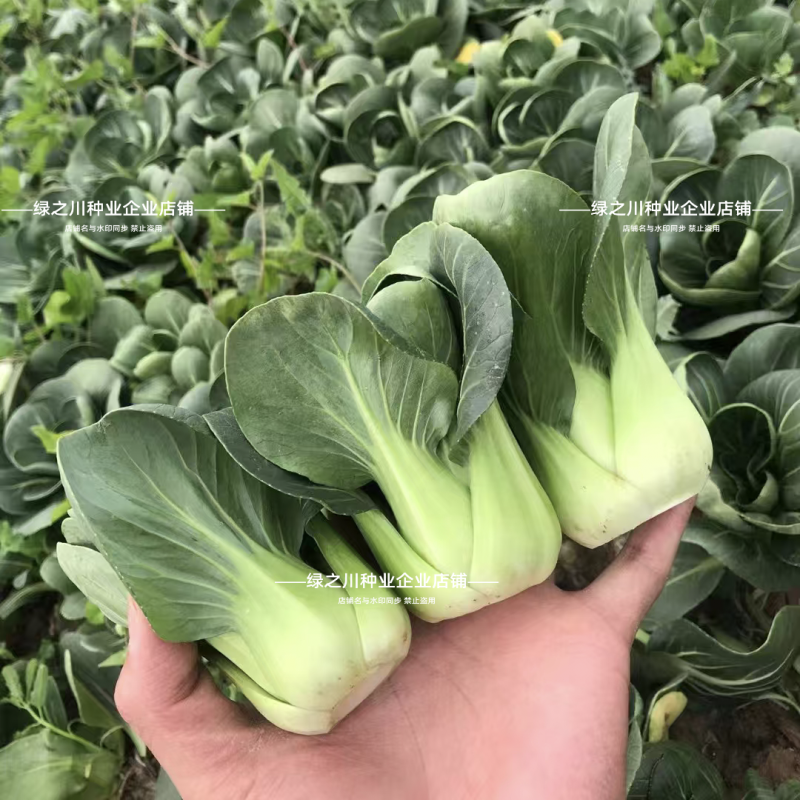 利农小墨仔青菜种籽小精灵油亮小油菜种子矮脚小型上海青种子