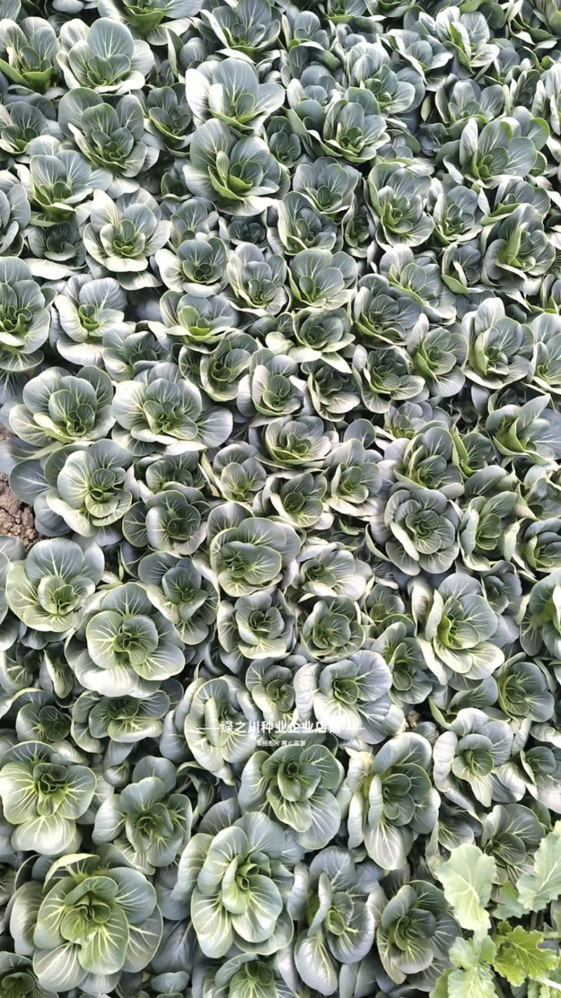 利农小墨仔青菜种籽小精灵油亮小油菜种子矮脚小型上海青种子