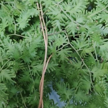 精品野生海金沙中药材粉。质量好价格优，全国发货，欢迎咨询