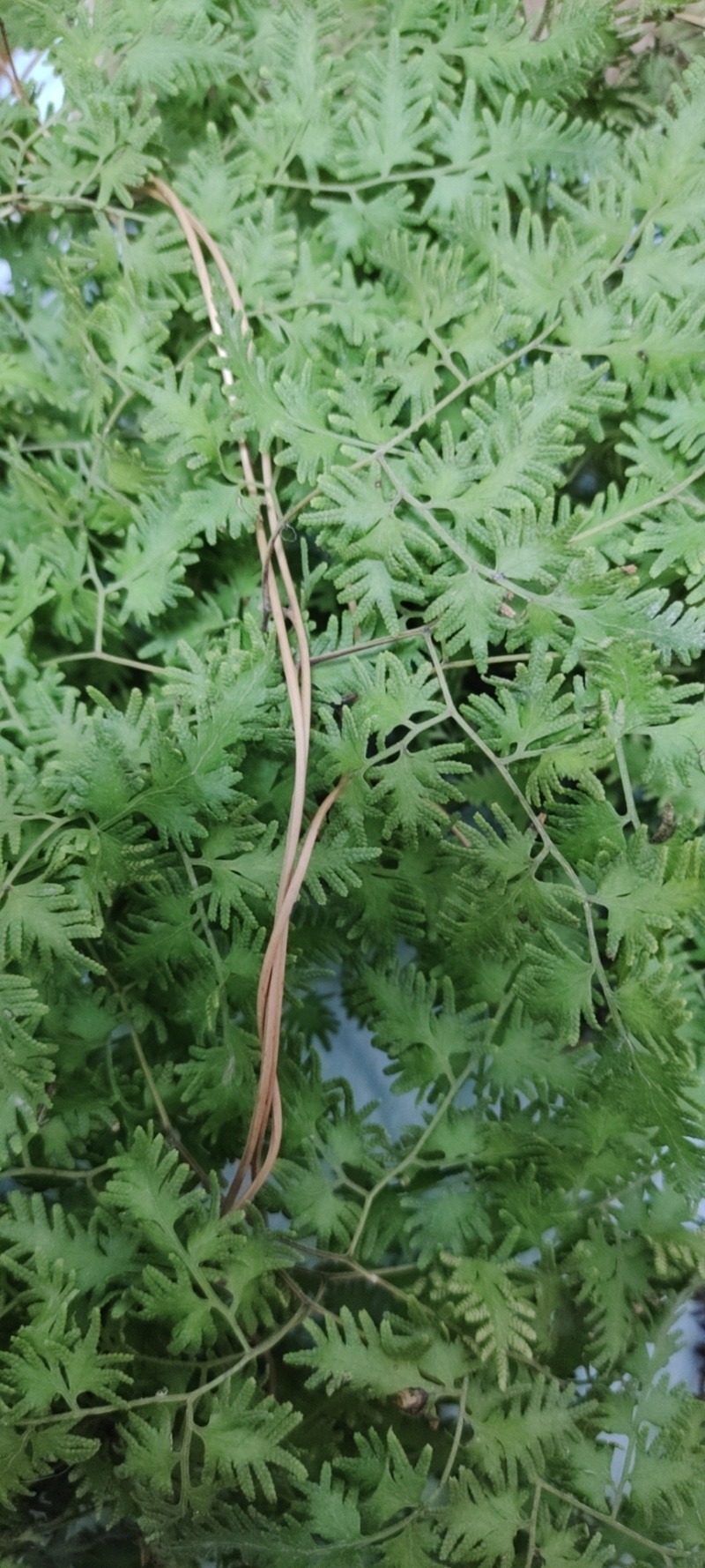 精品野生海金沙中药材粉。质量好价格优，全国发货，欢迎咨询