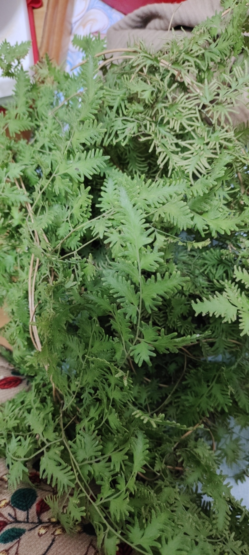 精品野生海金沙中药材粉。质量好价格优，全国发货，欢迎咨询