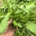 精品荠菜，鲜嫩，都是现挖现发