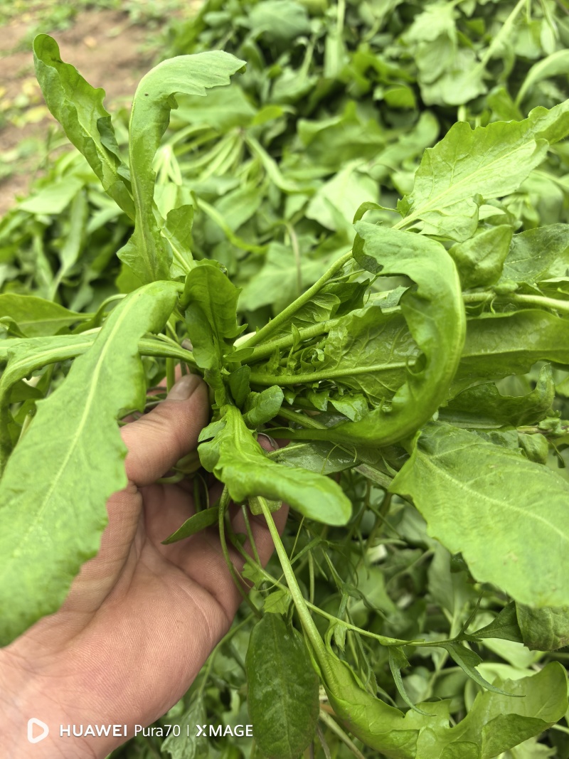 精品荠菜，鲜嫩，都是现挖现发