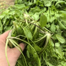 精品荠菜，鲜嫩，都是现挖现发