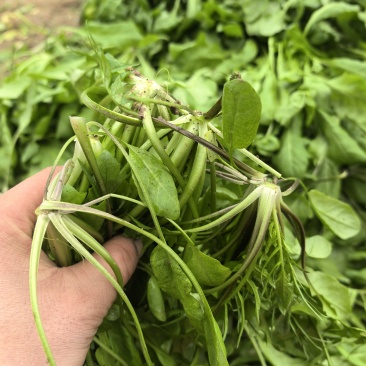 精品荠菜，鲜嫩，都是现挖现发