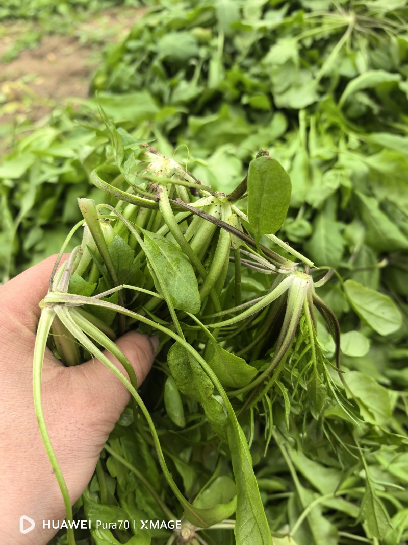 精品荠菜，鲜嫩，都是现挖现发