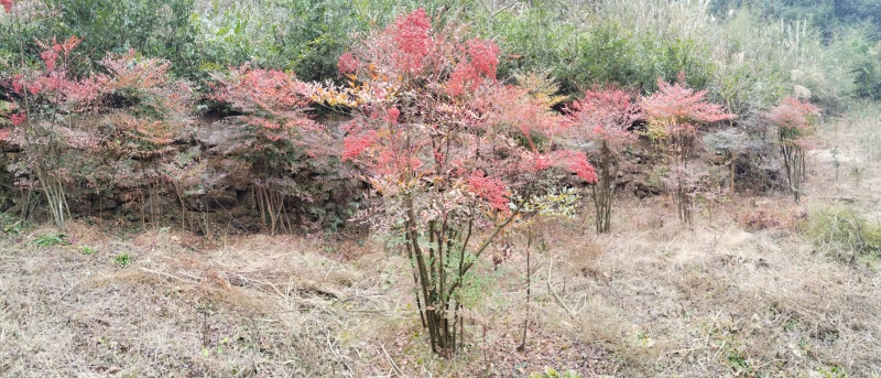 南天竹地景山采桩