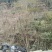南天竹地景山采桩