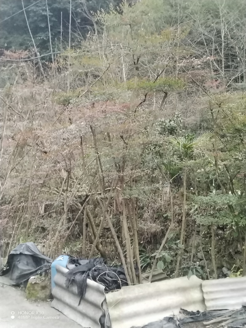 南天竹地景山采桩