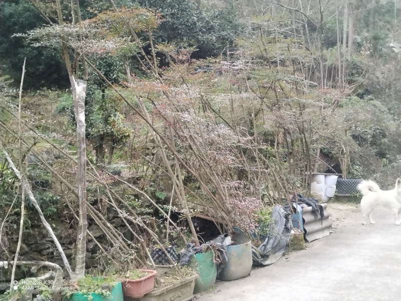 南天竹地景山采桩