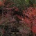 南天竹地景山采桩