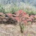 南天竹地景山采桩