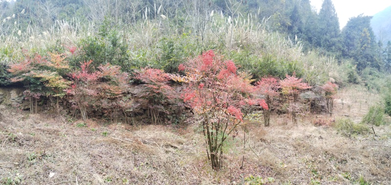 南天竹地景山采桩