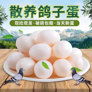 鸽子蛋批发零售