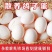 鸽子蛋批发零售