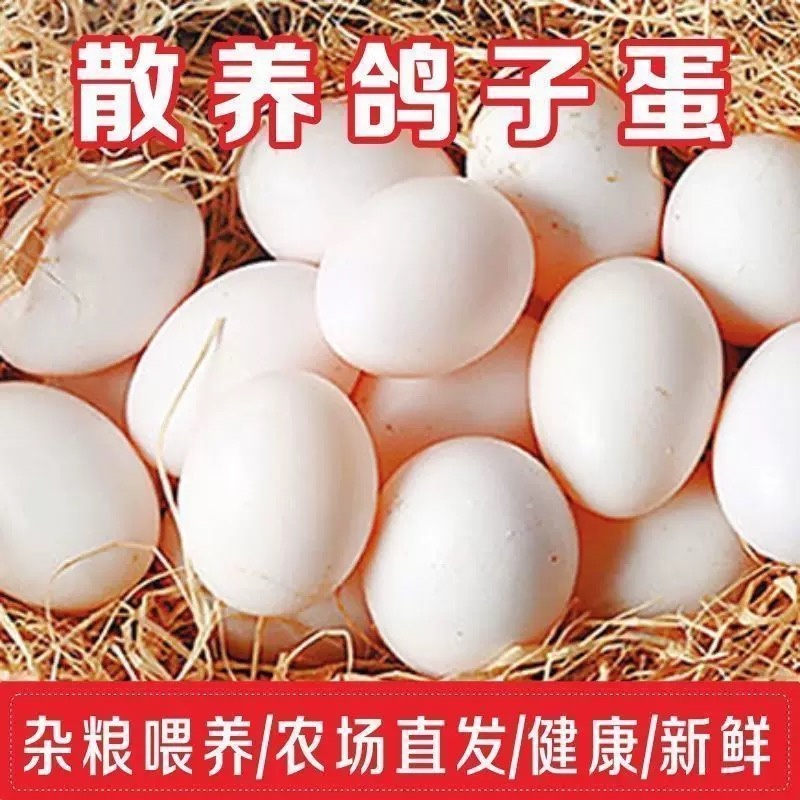 鸽子蛋批发零售