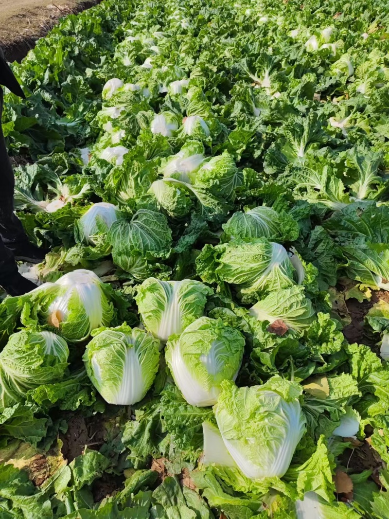 精品大白菜八六八，新乡小包，秦白二号，东京七号，圆头白菜