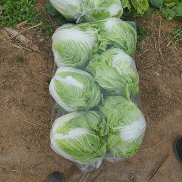 精品大白菜八六八，新乡小包，秦白二号，东京七号，圆头白菜