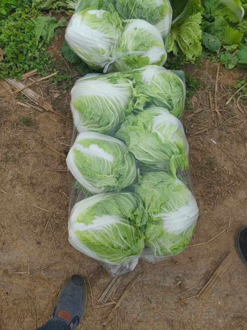 精品大白菜八六八，新乡小包，秦白二号，东京七号，圆头白菜