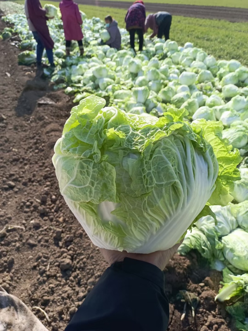 精品大白菜八六八，新乡小包，秦白二号，东京七号，圆头白菜