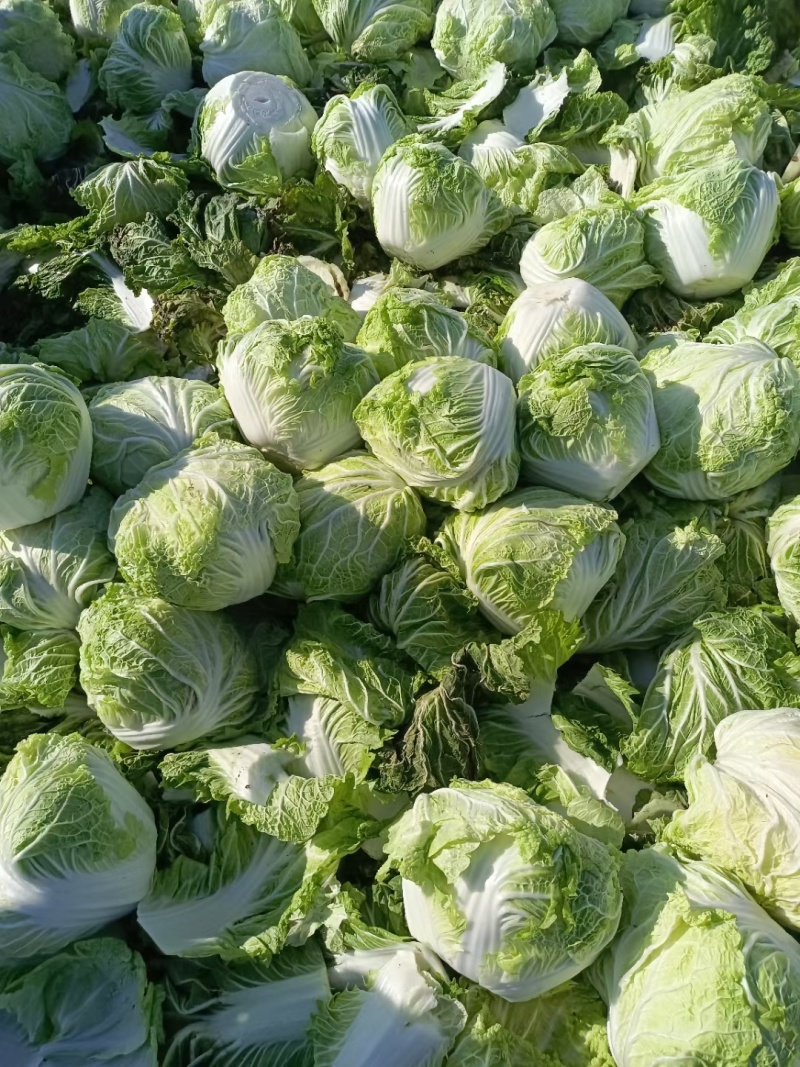 精品大白菜八六八，新乡小包，秦白二号，东京七号，圆头白菜