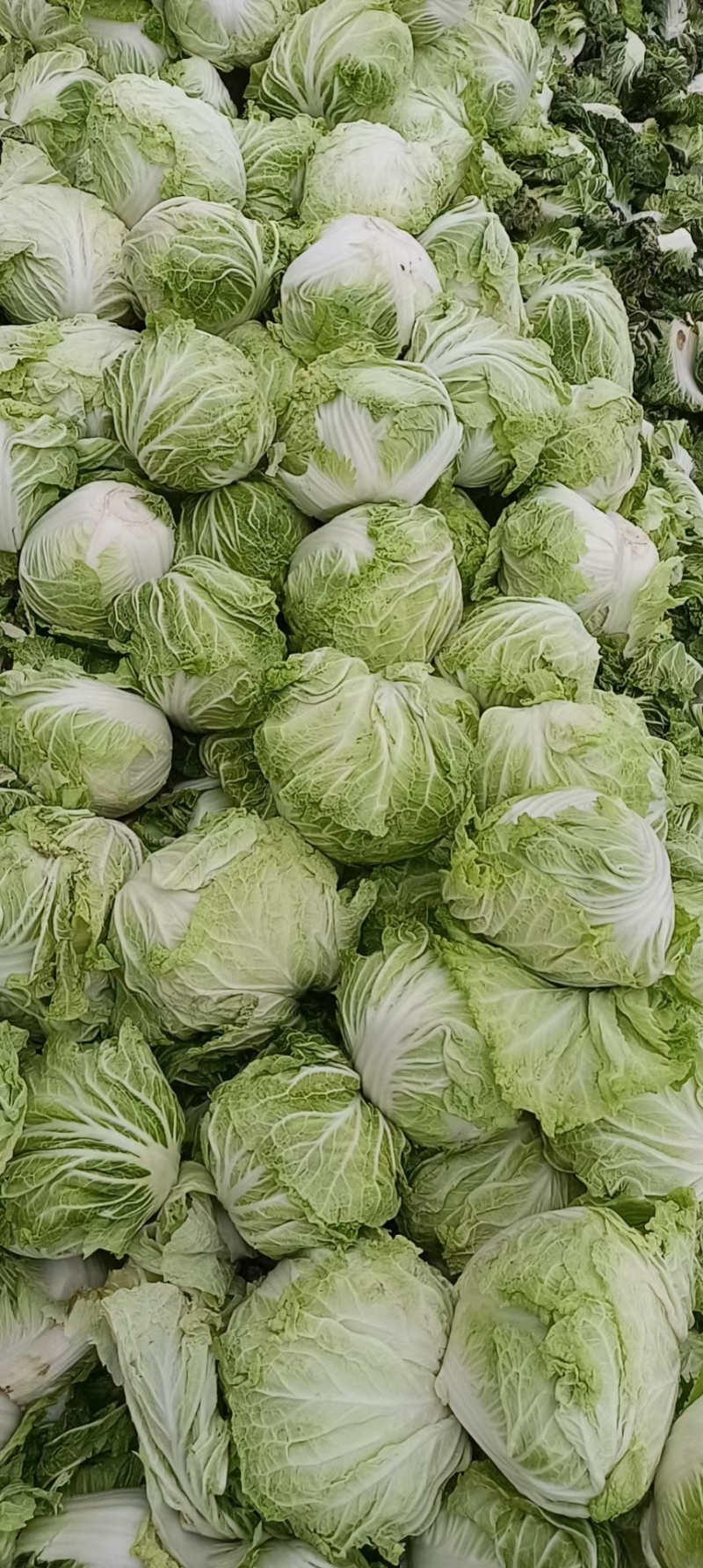 精品大白菜八六八，新乡小包，秦白二号，东京七号，圆头白菜