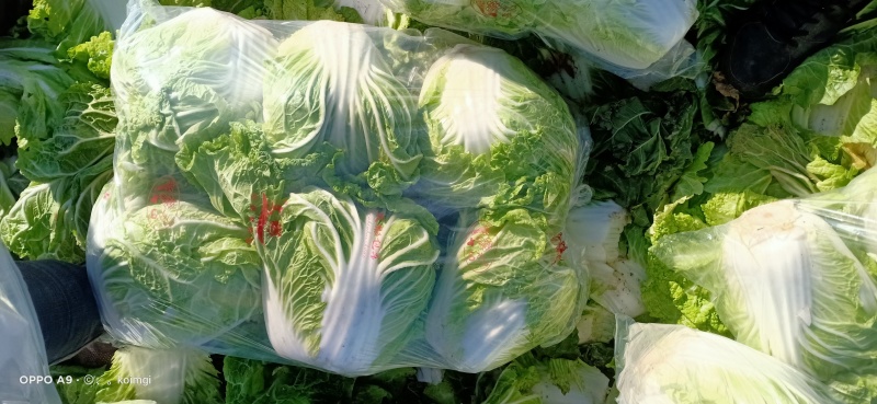 精品大白菜八六八，新乡小包，秦白二号，东京七号，圆头白菜