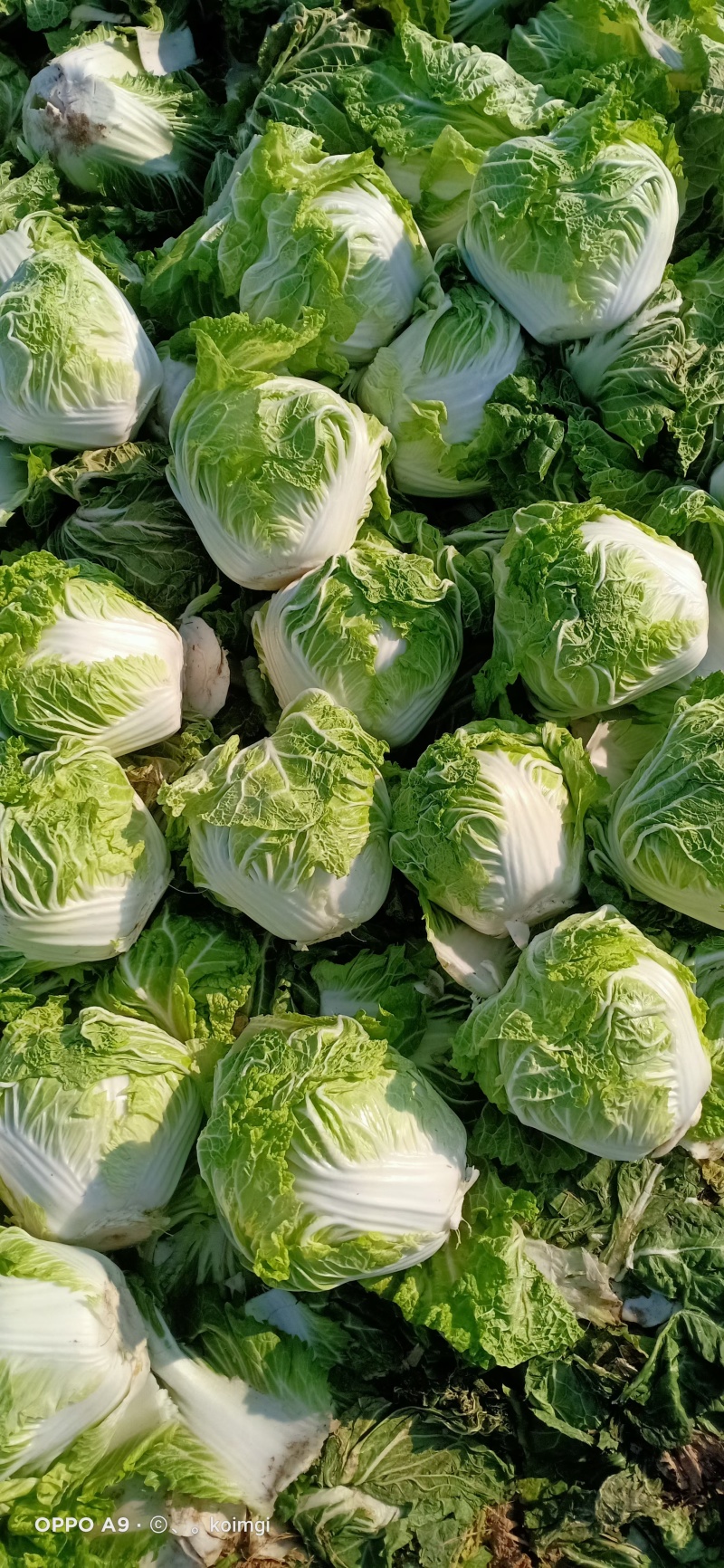 精品大白菜八六八，新乡小包，秦白二号，东京七号，圆头白菜