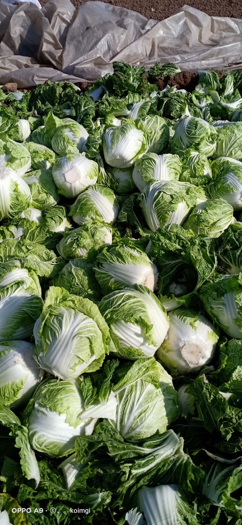 精品大白菜八六八，新乡小包，秦白二号，东京七号，圆头白菜