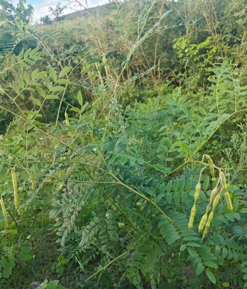 伏牛山苦参，干货，非种植货源，年份久含量足，种子也有。