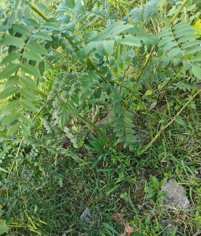 伏牛山苦参，干货，非种植货源，年份久含量足，种子也有。