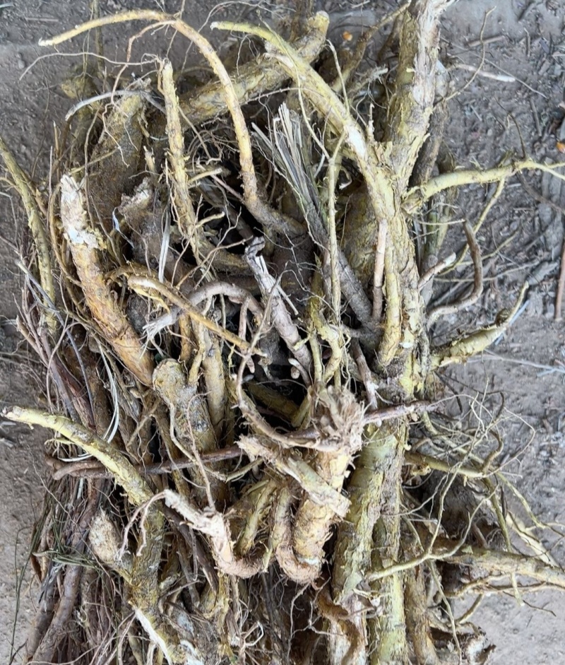 伏牛山苦参，干货，非种植货源，年份久含量足，种子也有。