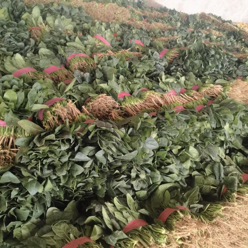 产地河南省安阳市滑县万亩瓜果蔬菜基地直供大棚菠菜